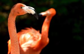 Flamingo Bird Colorful Tierpark