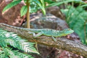 Lizard Reptile in nature