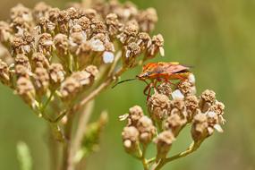 brown stink bug on Flower, Macro