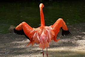 Flamingo Bird Colorful Tierpark