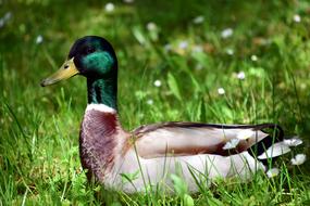 Duck Meadow Bird