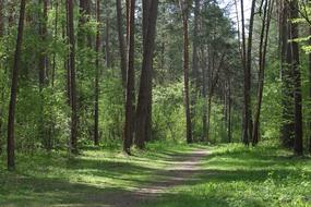 magnificent forest in the grass