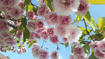 beautiful flowers on a fragrant tree