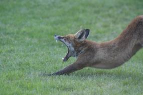 fox yawns standing on a green lawn