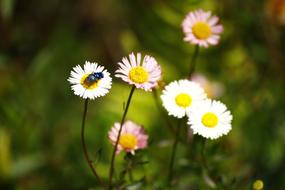 Flowers Insect Nector