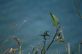 Leaf Background Hill blue