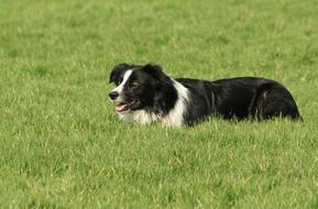 Sheepdog Pet Play