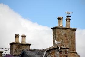 Seagull and Chimney Roof