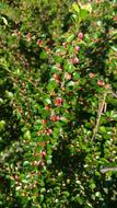 Close-Up Color red green plant