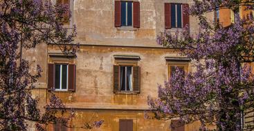 blooming trees near the old house in rome