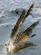 bird feathers in the sand on the shore