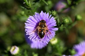 Bee Flower Mov