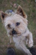 Dog Yorkshire Terrier Little