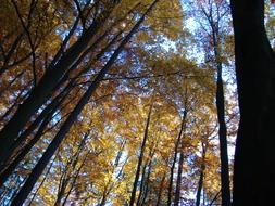 beautiful autumn view of nature