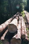 felled logs in the forest