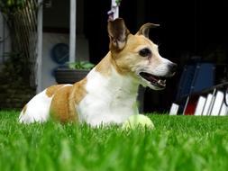 Jack Russell Doggy Terrier pet