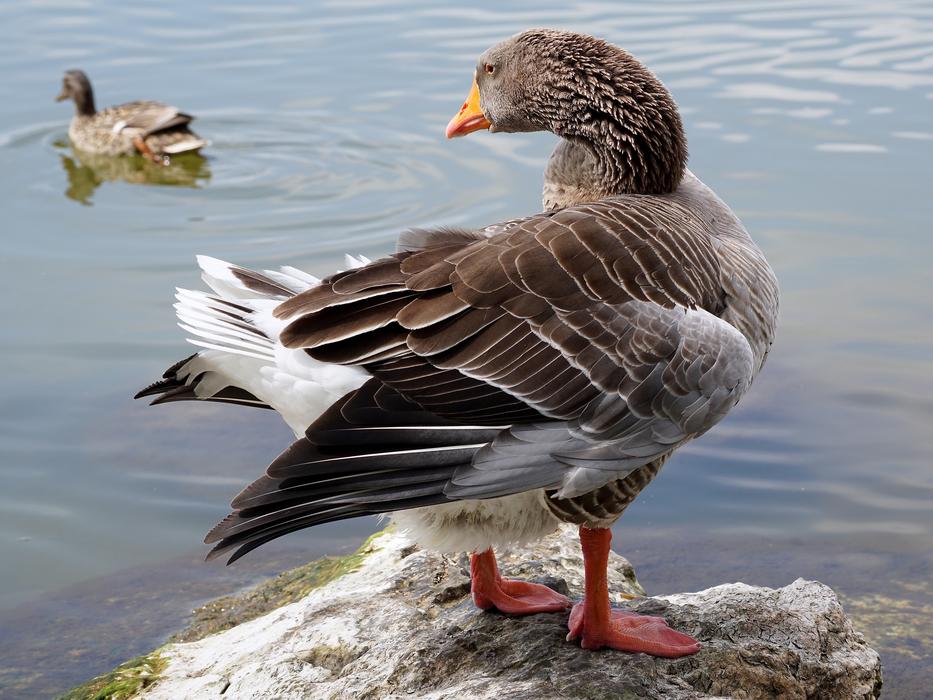 Wild Goose Bird Water
