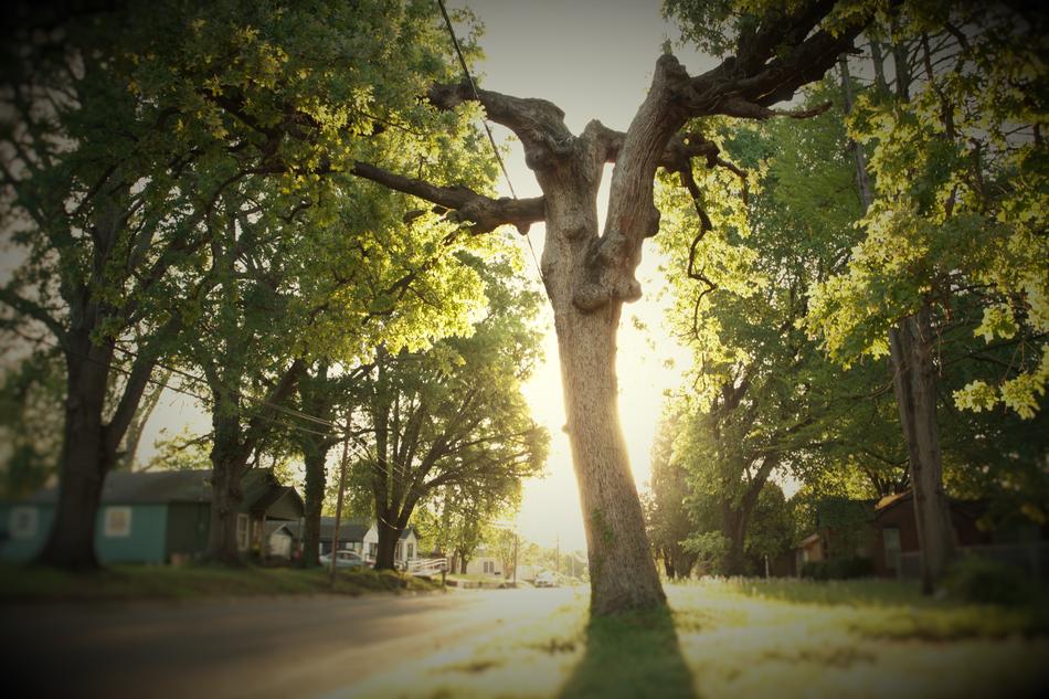 Old Tree Sun