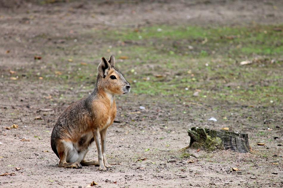 Pampashase Rodent in Argentina