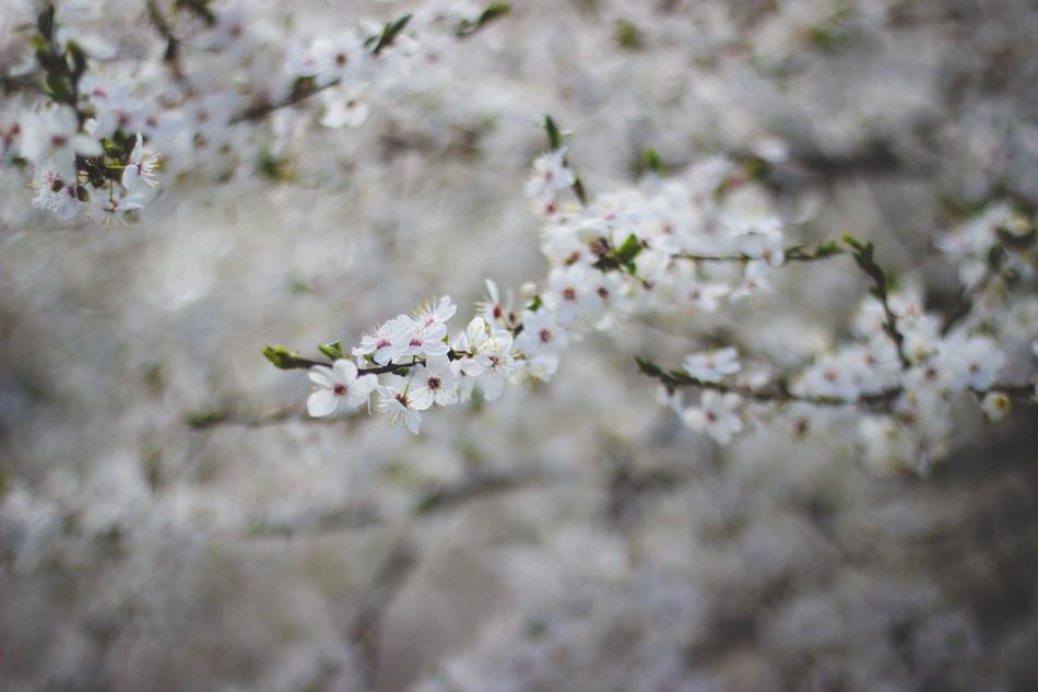 Spring blooms on a tree