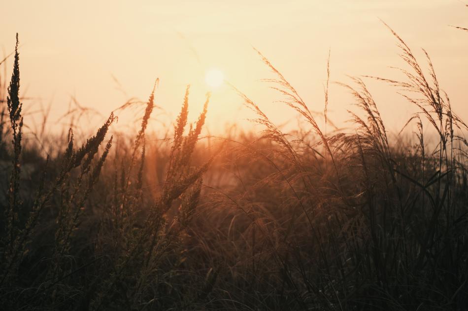 Nature Landscape Grass