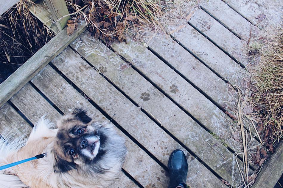 bridge on a leash on a wooden bridge