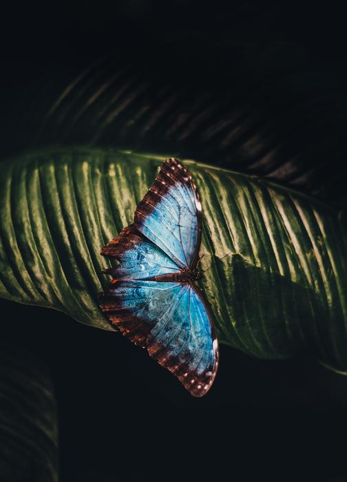 Butterfly Leaf Animal