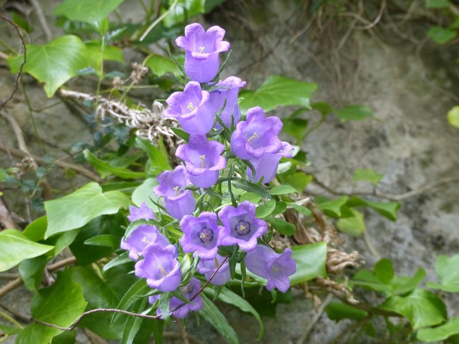 purple flowers in the garden on a branch