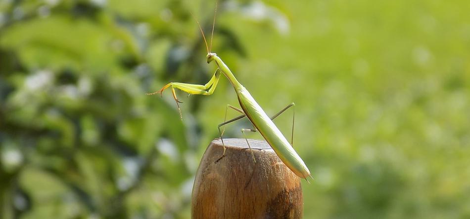 Praying Mantis Animal