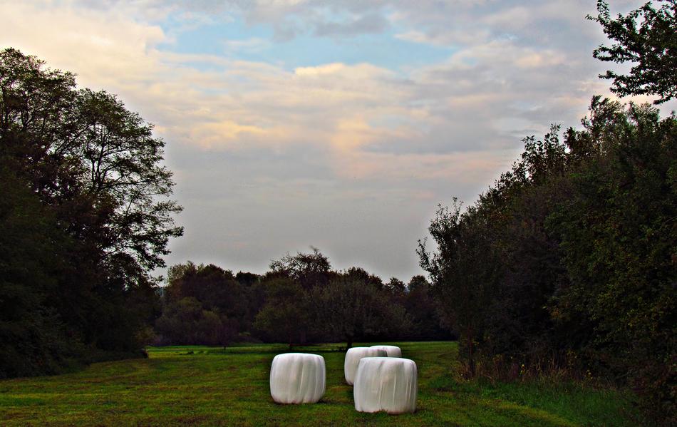 Field Meadow Landscape