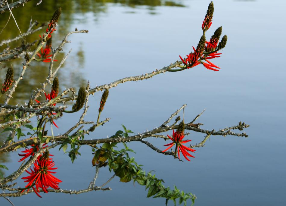 tree branch in front of the lake