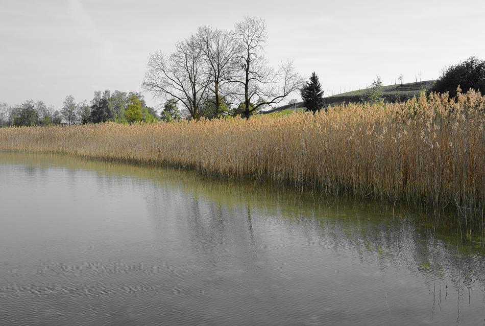 Bank Nature Landscape