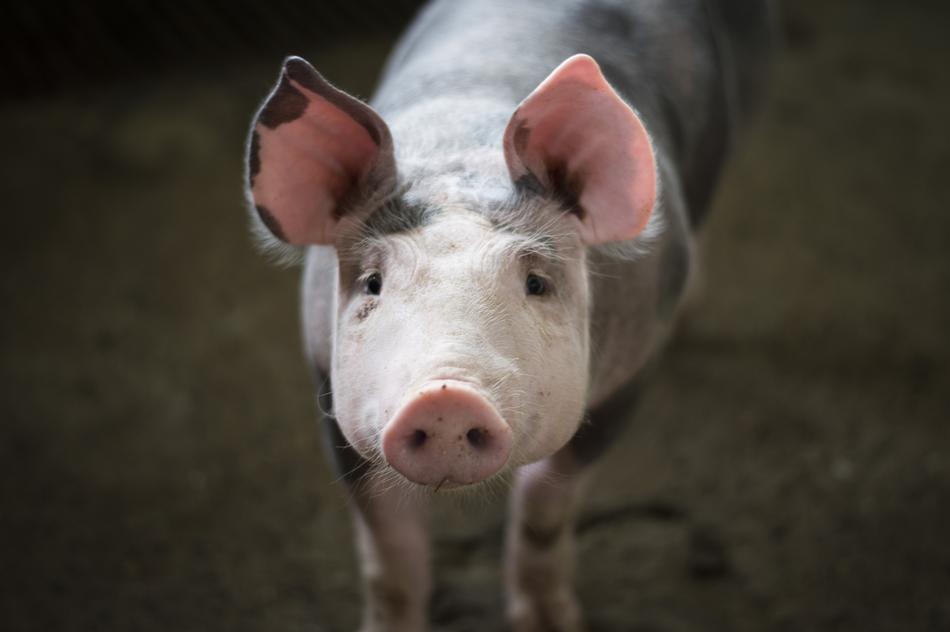 white pig with pink ears