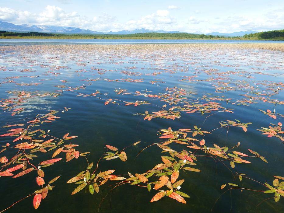 Autumn flowers on the lake