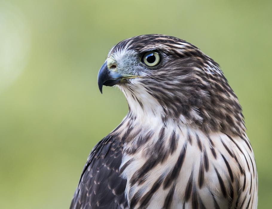 Hawk Bird Profile