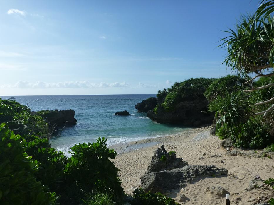 green trees with a beach by the ocean