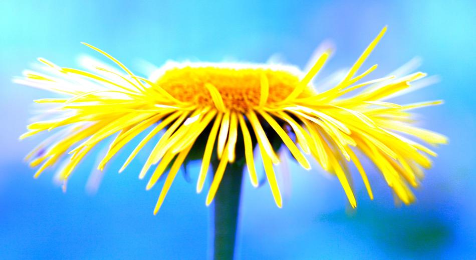 yellow dandelion against the blue sky
