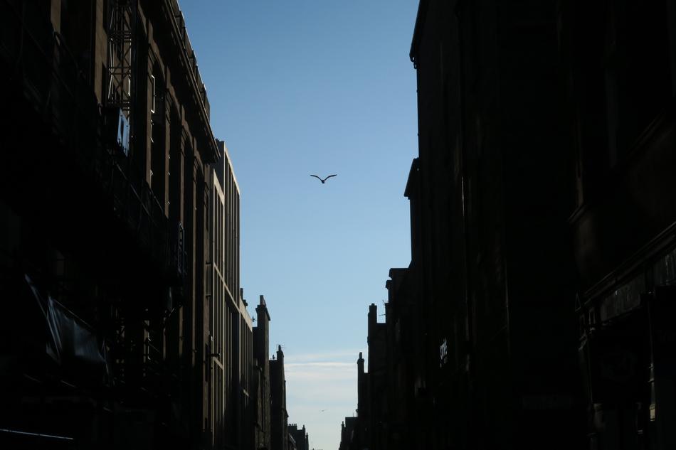 Architecture Building sky bird