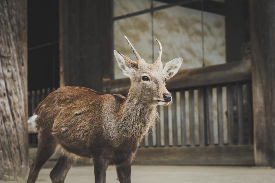 Colorful, cute and beautiful deer near the wooden house