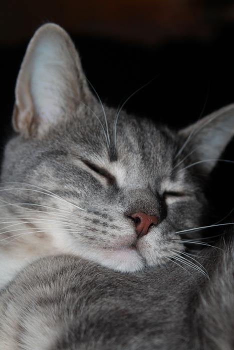 Cat Prosperous Animals