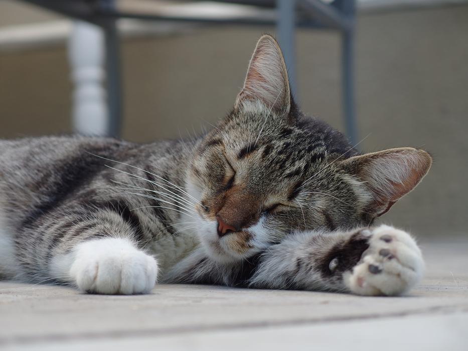 Cat Relaxed Sleeping
