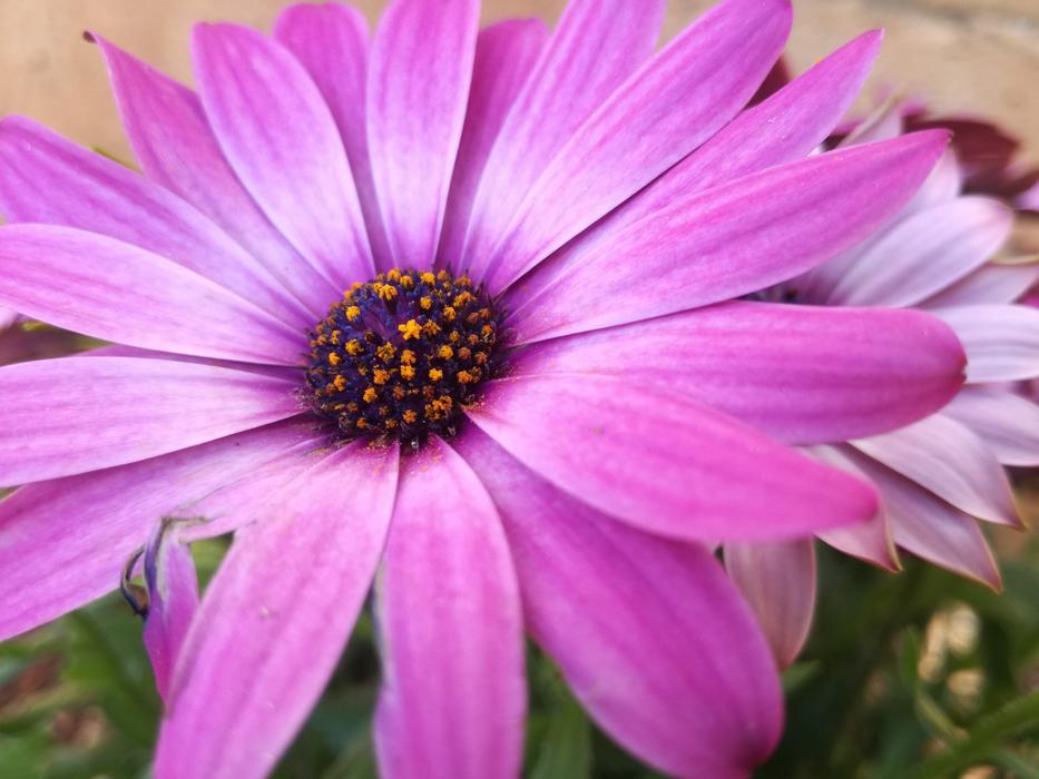 Flower Nature