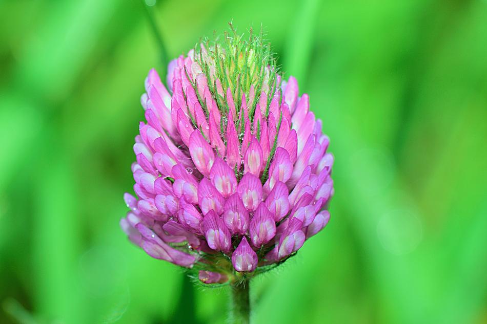 purple beautiful flower on a green background