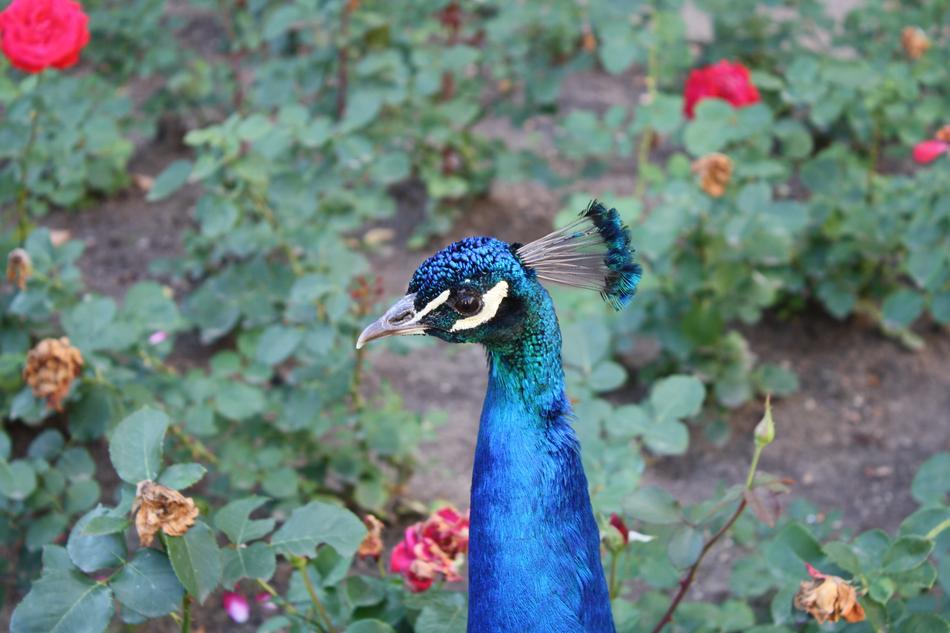 Bird Rose