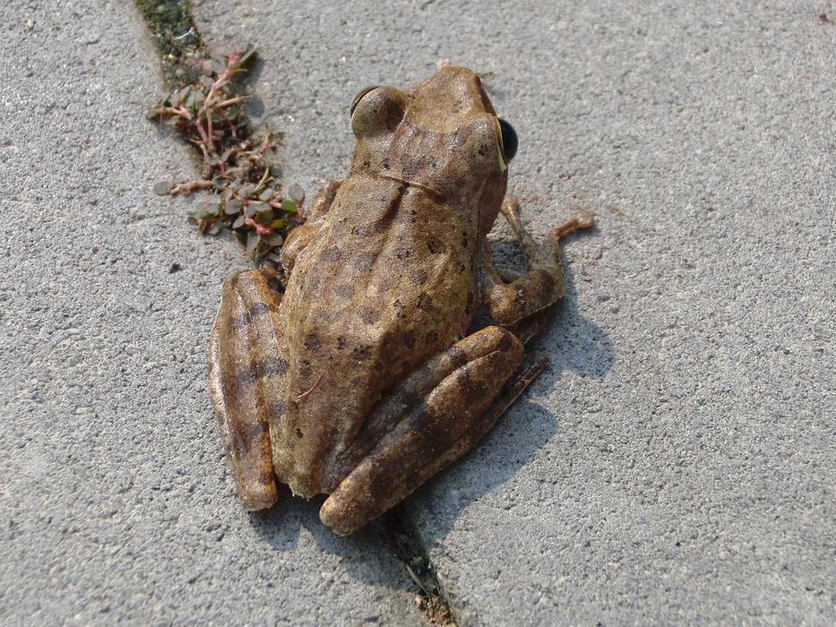 House Veslonogy Polypedates