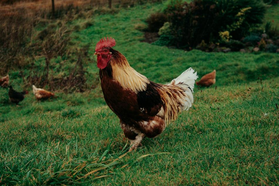 Poultry bird on Green Grass
