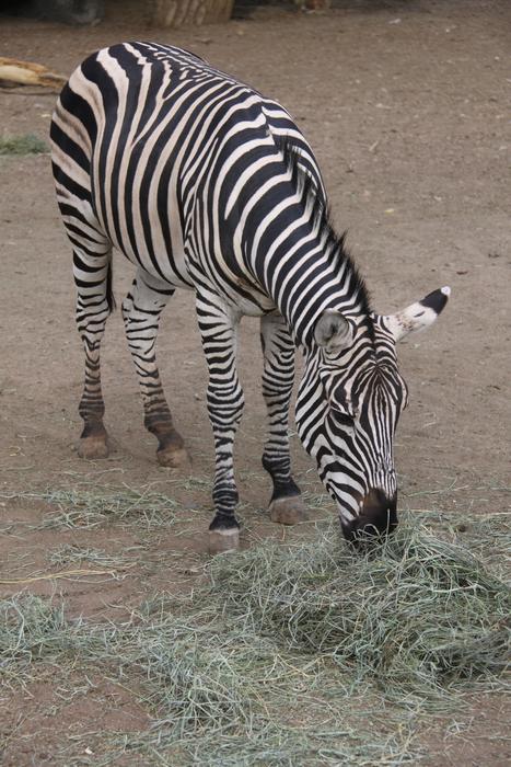 striped zebra eating hay at the zoo