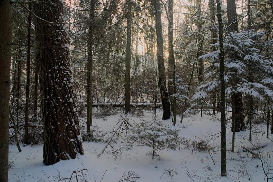 Winter Snow View