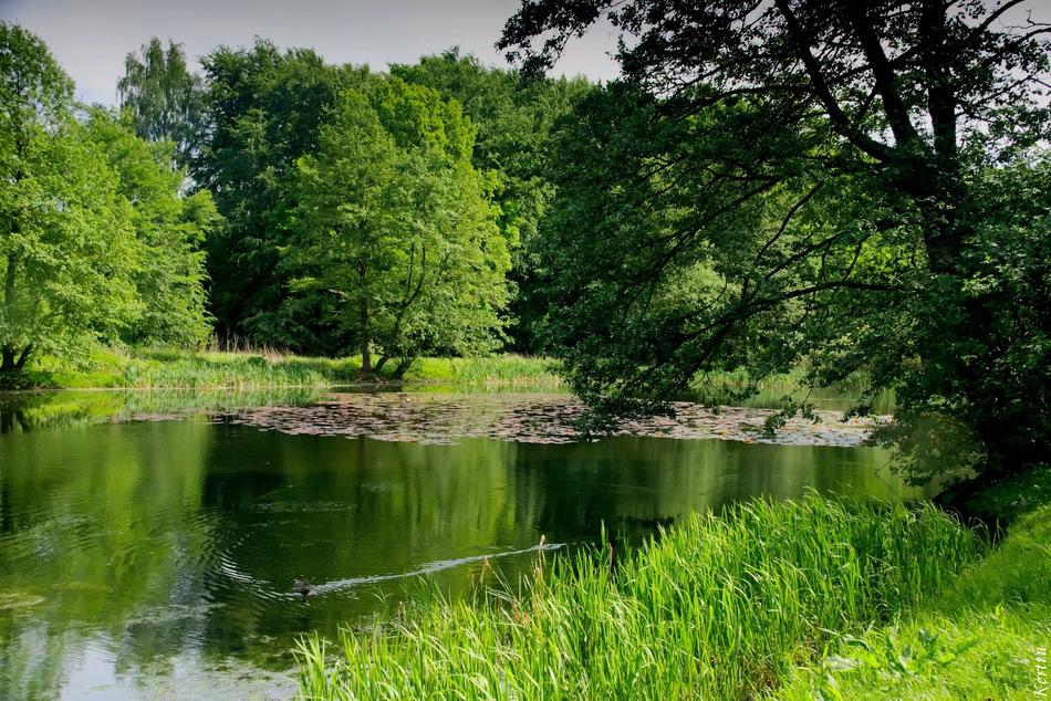 beautiful green grass by the lake