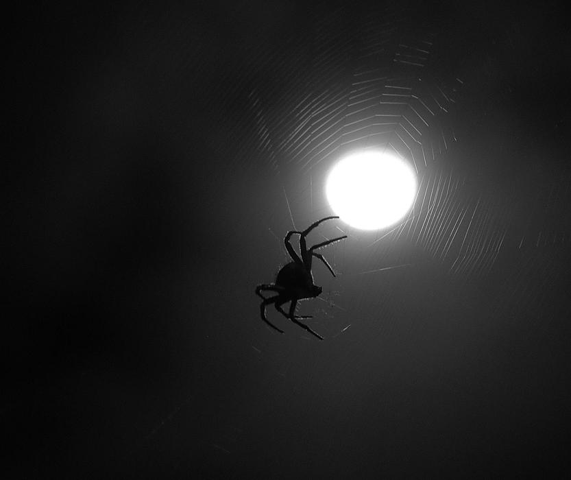 Insect Spider at Moonlight
